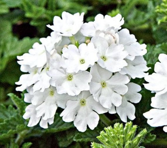 Verbena